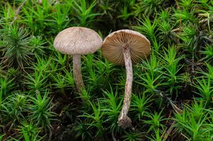 Vláknice plsťovitá - Inocybe lacera