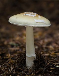 Muchomůrka slámožlutá - Amanita gemmata