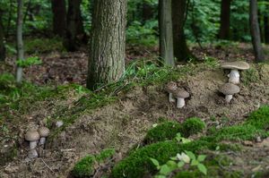 Muchomůrka šedivka - Amanita excelsa (Fr.) Bertill.  in Dechambre 1866