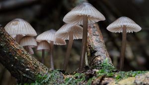 Helmovka červenobřitá - Mycena rubromarginata (Fr.) P. Kumm. 1871