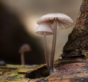 Helmovka červenobřitá - Mycena rubromarginata (Fr.) P. Kumm. 1871