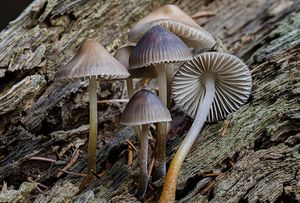 Helmovka leponohá - Mycena inclinata (Fr.) Quél. 1872