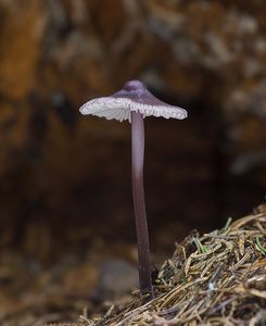 Helmovka hnědopurpurová - Mycena purpureofusca (Peck) Sacc. 1887