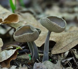 Stopečka pýřitá - Helvella macropus (Pers.) P. Karst. 1871