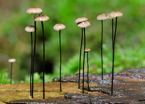 Špička žíněná - Gymnopus androsaceus (L.) Della Maggiora & Trassinelli 2014