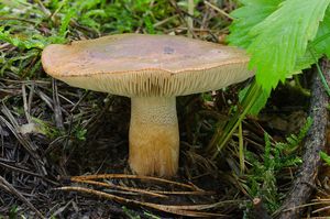 Čirůvka prstencová - Tricholoma batschii Gulden ex Christensen&Noo