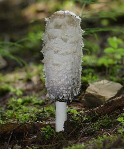 Hnojník obecný - Coprinus comatus (O.F. Müll.) Pers. 1797