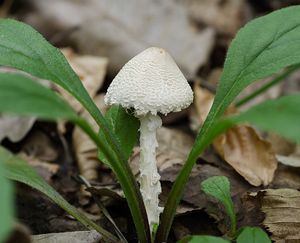 Bedla vlnatá - Lepiota clypeolaria ( Bull. ) P. Kumm.