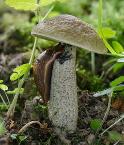 Kozák habrový - Leccinum pseudoscabrum (Kallenb.) Šutara 1989