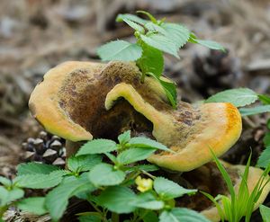 Hnědák Schweinitzův - Phaeolus schweinitzii (Fr.) Pat. 1900