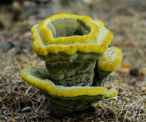 Hnědák Schweinitzův - Phaeolus schweinitzii (Fr.) Pat. 1900