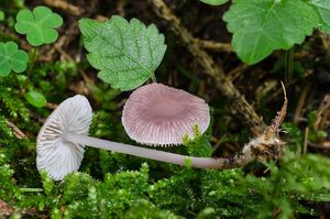 Helmovka ředkvičková - Mycena pura (Pers.) P. Kumm. 1871