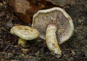 Ryzec žlutavý - Lactarius flavidus  Boud. 1887