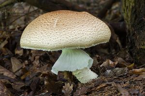 Pečárka císařská - Agaricus augustus Fr. 1838