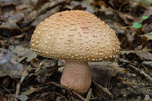 Muchomůrka růžovka - Amanita rubescens Pers. 1797
