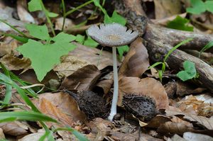 Hnojník žlutochlupý - Coprinellus xanthothrix (Romagn.) Vilgalys, Hopple & Jacq. Johnson 2001