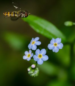 Pomněnka hajní (Myosotus nemorosa)