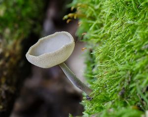 Stopečka pýřitá - Helvella macropus