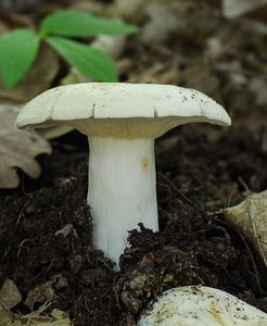 Ryzec peprný - Lactarius piperatus (L.) Pers. 1797