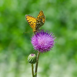 Pcháč šedý (Cirsium canum)