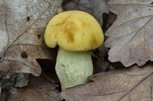 Kozák dubový - Leccinellum crocipodium (Letell.) Della Maggiora & Trassinelli 2014