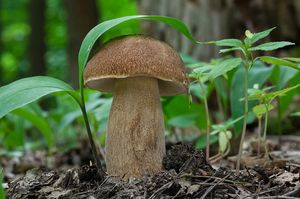 Hřib dubový - Boletus reticulatus Schaeff. 1774
