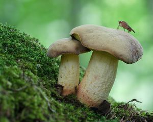 Hřib plavý - Boletus impolitus Fr. 1838