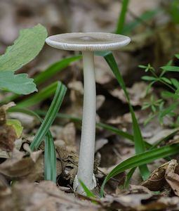 Muchomůrka pošvatá - Amanita vaginata