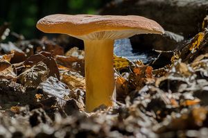 Ryzec syrovinka - Lactarius volemus (Fr.) Fr. 1838