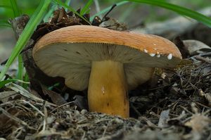 Ryzec syrovinka - Lactarius volemus (Fr.) Fr. 1838