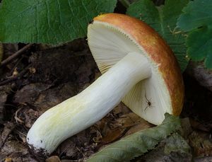 Holubinka zlatá - Russula aurea  Pers.