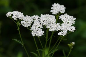 Řebříček obecný (Achillea millefiori)