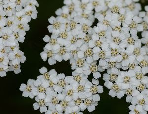 Řebříček obecný (Achillea millefiori)