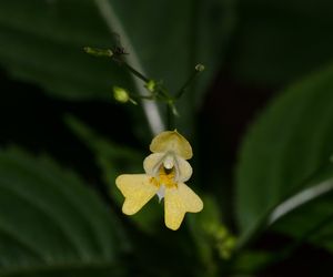 Netýkavka malokvětá (Impatiens parviflora)