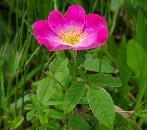 Růže galská (Rosa gallica L.)