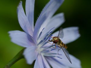 Čekanka obecná (Cichorium intybus L.)