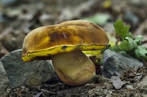 Hřib kovář - odbarvený - Neoboletus xanthopus (Klofac & A. Urb.) Klofac & A. Urb. 2014