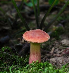 Hřib mokřadní - Xerocomellus  ripariellus (Redeuilh) Šutara