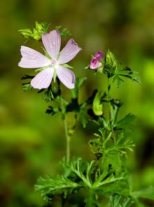 Sléz pižmový (Malva moschata L.)