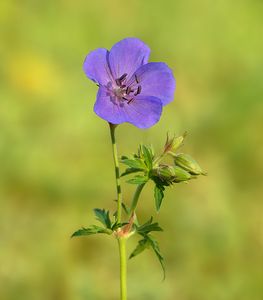 Kakost luční (Geranium pratense)