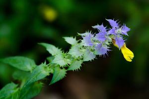 Černýš hajní (Melampyrum  nemorosum L.)