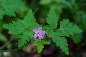 Kakost smrdutý (Geranium robertianum L.)