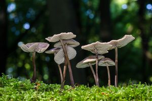 Špička cibulová - Marasmius alliaceus ( Jacq. ) Fr.