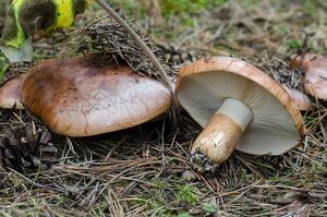 Čirůvka prstencová - Tricholoma batschii Gulden 1969