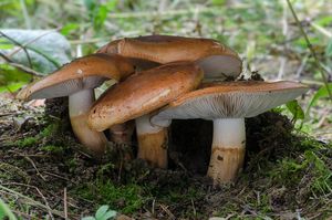 Čirůvka prstencová - Tricholoma batschii Gulden 1969