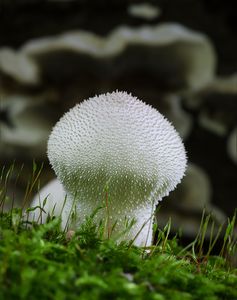 Pýchavka obecná - Lycoperdon perlatum Pers. 1796