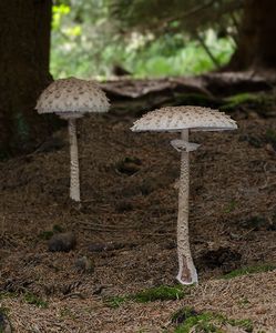 Bedla vysoká - Macrolepiota procera (Scop.) Singer 1948