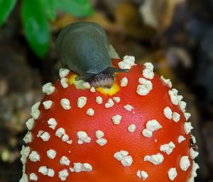 Muchomůrka červená - Amanita muscaria (L.) Lam. 1783