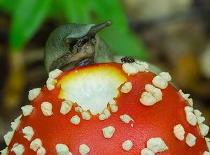 Muchomůrka červená - Amanita muscaria (L.) Lam. 1783