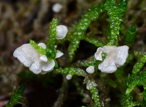 Mecháček sp. - Arrhenia sp., Rimbachia sp.